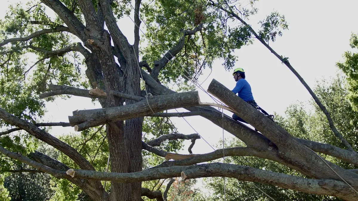 Professional Crown Thinning performed by certified arborists in Bernardston