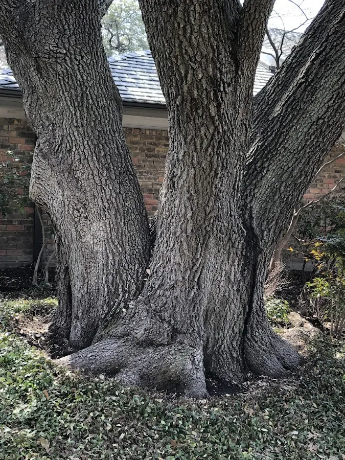 Mature heritage tree close to a Bernardston property cared for by certified arborists